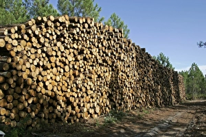 Wood lot, stacked logs, lumber industry