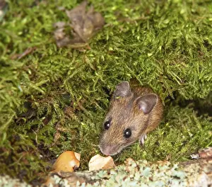 Wood mouse Apodemus sylvaticus