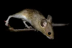 Wood mouse Apodemus sylvaticus