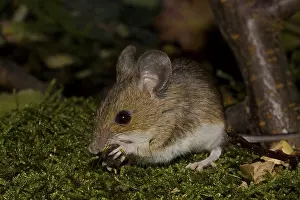 Wood mouse Apodemus sylvaticus