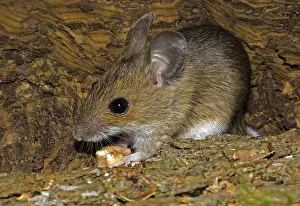 Wood mouse Apodemus sylvaticus