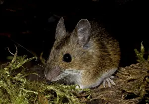 Wood mouse Apodemus sylvaticus