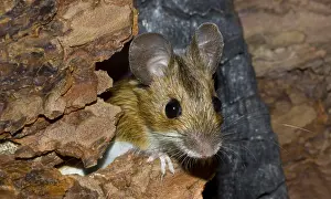 Wood mouse Apodemus sylvaticus