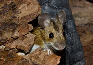 Wood mouse Apodemus sylvaticus