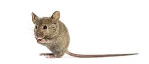 Wood mouse cleaning itself in front of a white background