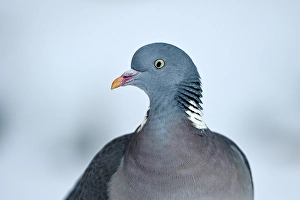 Wood pigeon (Columba palumbus)