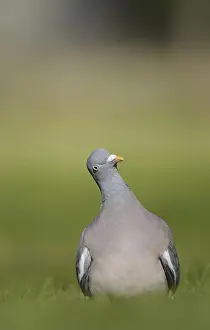 Wood Pigeon (Columba palumbus)