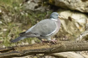 Wood pigeon (Columba palumbus)