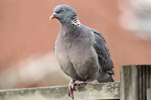 Wood pigeon (Columba palumbus)