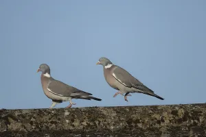 Wood pigeon (Columba palumbus)