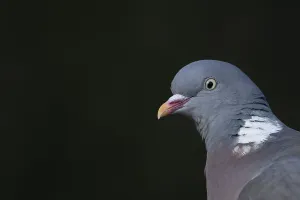 Wood pigeon (Columba palumbus) adult bird head portrait
