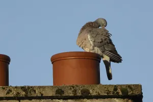 Wood pigeon (Columba palumbus) adult bird preening on an urban house rooftop chimney