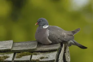Wood pigeon (Columba palumbus) adult bird sleeping on an urban garden shed roof