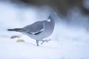 Wood pigeon (Columba palumbus) adult bird in a snow covered garden in winter
