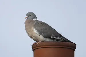 Wood pigeon (Columba palumbus) adult bird on an urban house rooftop chimney