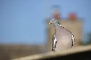 Wood pigeon (Columba palumbus) adult bird on an urban roof