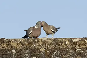 Wood pigeon (Columba palumbus) adult garden bird feeding a juvenile baby squab bird on a house roof in summer