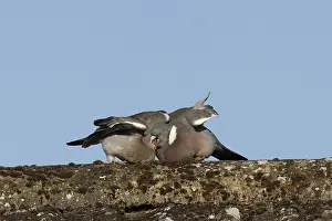Wood pigeon (Columba palumbus) adult garden bird feeding a juvenile baby squab bird on a house roof in summer