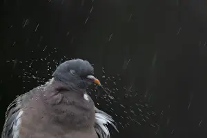 Wood pigeon (Columba palumbus) adult garden bird shaking its head in a rain storm in summer