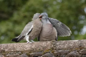 Wood pigeon (Columba palumbus) adult parent bird feeding a juvenile baby squab bird on an urban house roof