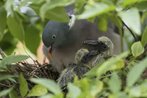 Wood pigeon (Columba palumbus) close-up