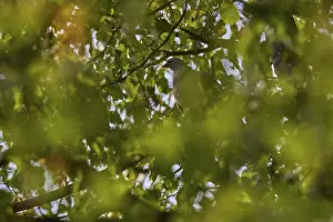 Wood pigeon (Columba palumbus) sitting in a lime tree (Tilia)