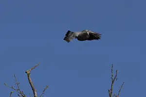 A wood pigeon flies over a bare tree