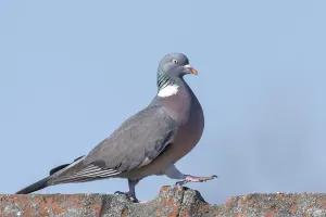 Wood pigeon walks over a roof ridge in front of a blue sky