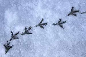 Wood Pigeon, Wood Doves, Pigeons