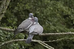 Wood Pigeon, Wood Doves, Pigeons