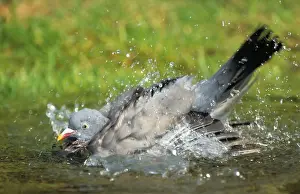 Wood Pigeon, Wood Pigeons (Columba palumbus)