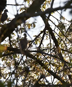 Wood pigeons (Columba palumbus) sitting in a tree