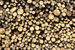 Wood pile, cut trees, tree trunks piled up in the woods waiting to be picked up for further processing