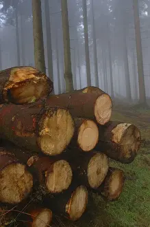 Wood pile, North Rhine-Westphalia