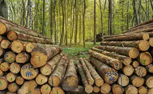Category Forests Prints: Wood pile by the wayside in the forest