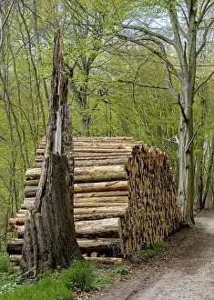 Wood pile by the wayside in the forest