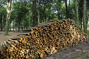 Wood piles in a beech forest, Netherlands