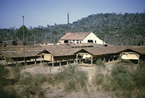 Wood processing shed drying wood in a rural area near Curitiba, Parana state, Brazil 1962 Parana pine trees, Araucaria angustifolia growing in the background