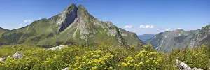 Wood Ragwort (Senecio ovatus), behind it the Hoefats