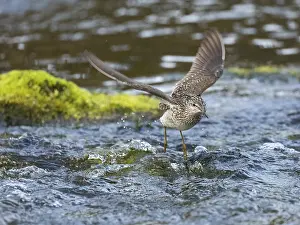 Wood Sandpiper (Tringa glareola)