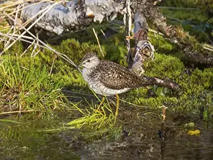 Wood Sandpiper (Tringa glareola)
