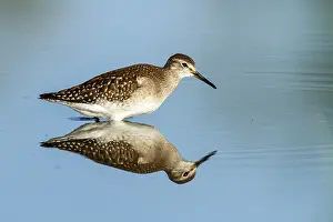 Wood Sandpiper (Tringa glareola)