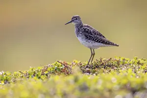 Wood Sandpiper (Tringa glareola) in breeding area