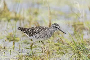 Wood sandpiper (Tringa glareola) runs in shallow water