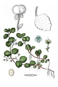 Wood speedwell (Veronica montana)