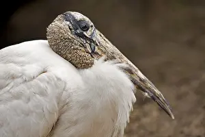 Wood Stork (Mycteria americana)