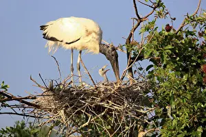 Wood stork (Mycteria americana)