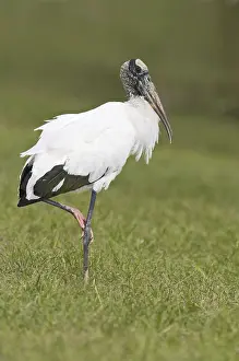 Wood Stork (Mycteria americana)