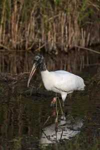 Wood Stork (Mycteria americana)