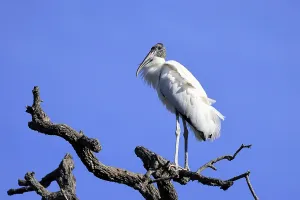 Wood stork (Mycteria americana)